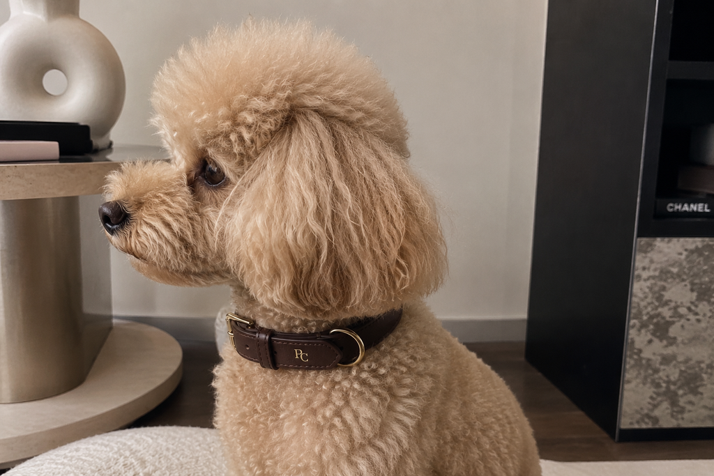 Belle Époque Hundehalsband Braun – Poodle Club am Hund getragen