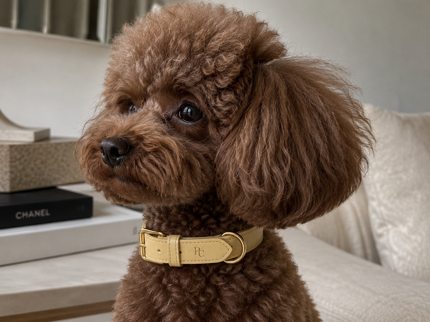 Belle Époque Hundehalsband Butter Yellow – Poodle Club am Hund getragen