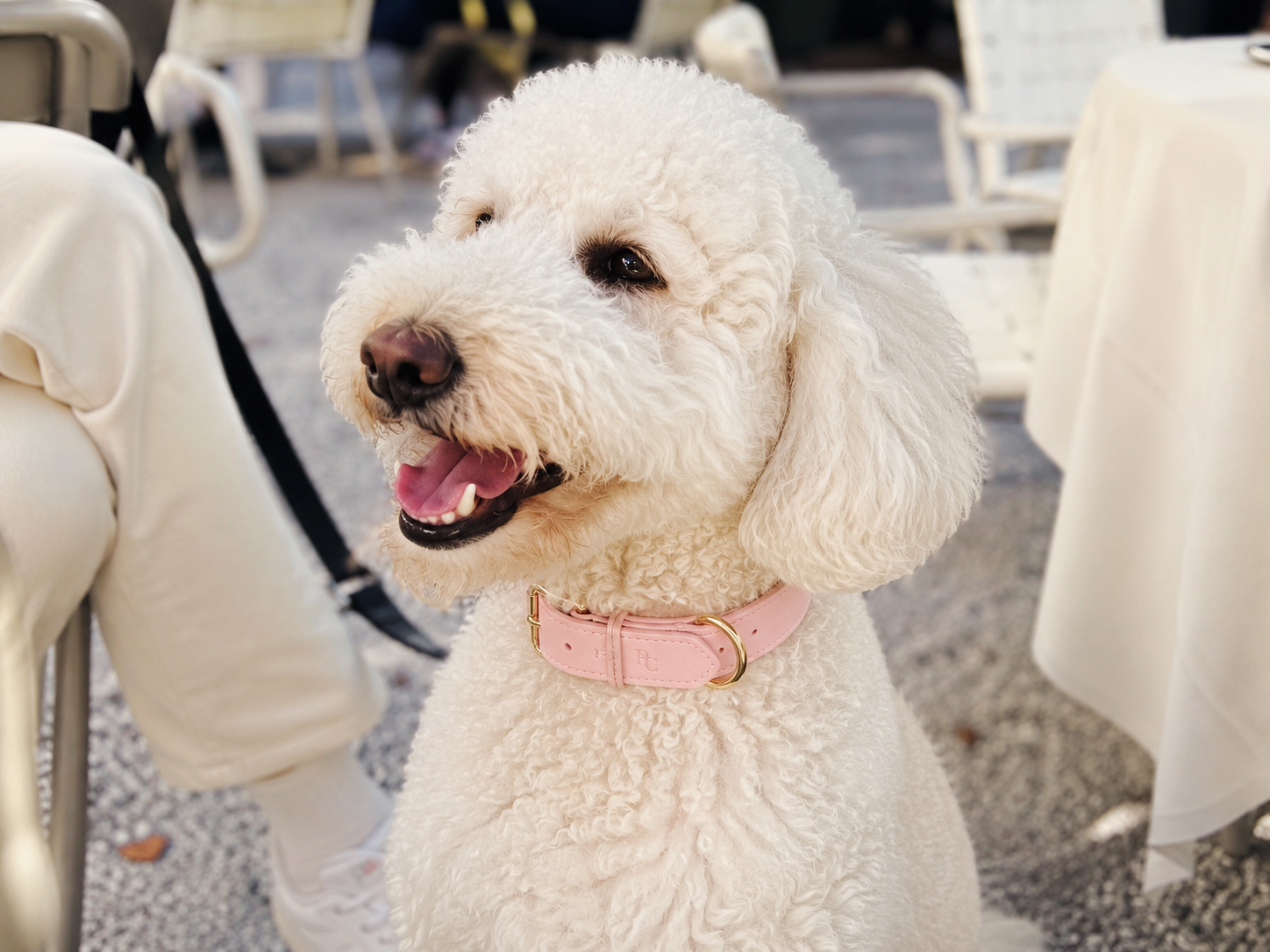 Belle Époque Hundehalsband Rosé – Poodle Club am Hund getragen